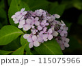 日陰のあじさい 115075966