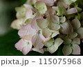薄紫色に色づきつつある多くの装飾花を備えるアジサイの手毬咲きの花が咲いています 115075968