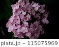 黒バックに映える紫色の紫陽花 115075969
