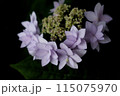 花冠のような紫陽花 115075970