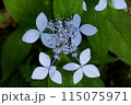 星のような紫陽花 115075971