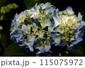 あじさい 115075972