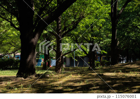 公園の木漏れ日 115076001