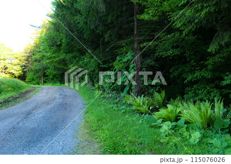 岩手県の小岩井農場の農道と豊かな自然　道 115076026
