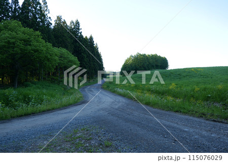 岩手県の小岩井農場の農道と豊かな自然 道 岩手県の小岩井農場の農道と豊かな自然 道 115076029
