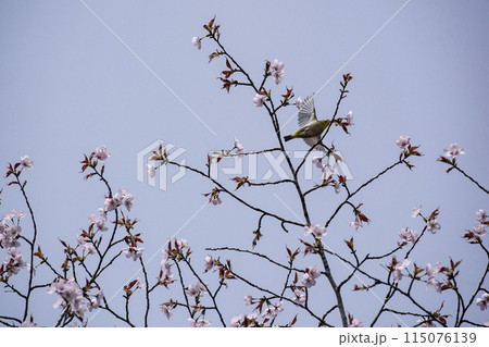 桜とメジロ 115076139