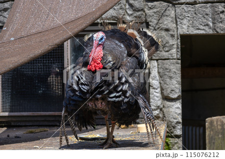 七面鳥のランウェイ 115076212