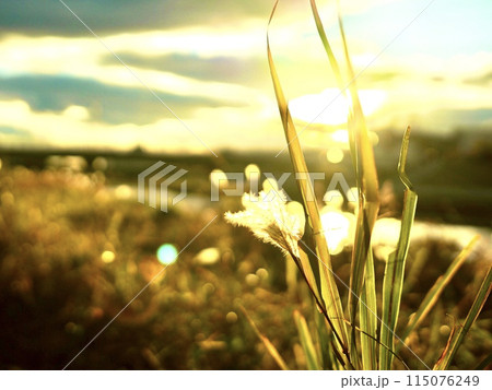 黄金色に輝くススキ 115076249