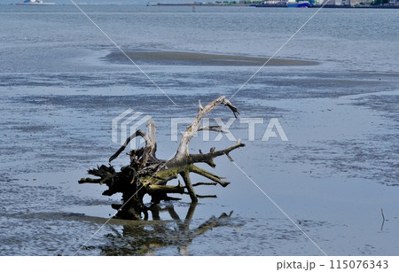 流木アート 多摩川河口ソラムナード羽田緑地 流木アート 多摩川河口ソラムナード羽田緑地 115076343