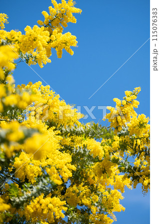 満開のミモザと青空 満開のミモザと青空 115076383