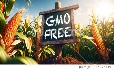 Blackboard With Text GMO FREE in a Corn Field With Beautiful Golden Cobs - Generative Ai 115076539
