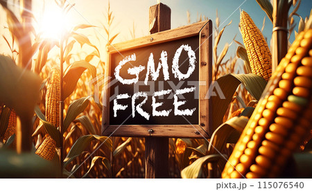 Blackboard With Text GMO FREE in a Corn Field With Beautiful Golden Cobs - Generative Ai 115076540