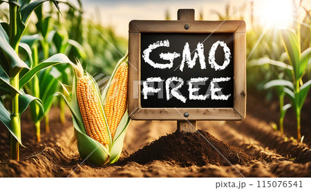 Blackboard With Text GMO FREE in a Corn Field With Beautiful Golden Cobs - Generative Ai 115076541