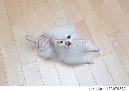 ポメラニアンの病気、アロペシアX(脱毛症X) 115076785