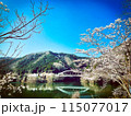 桜とダム湖　日吉ダム　天若湖 115077017