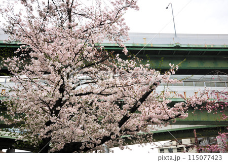 庄内用水緑道の桜 115077423