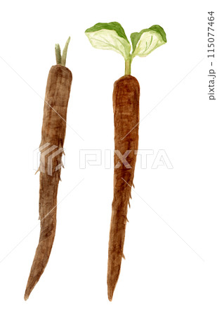 宇陀金ごぼうの手描き水彩イラスト 宇陀金ごぼうの手描き水彩イラスト 115077464