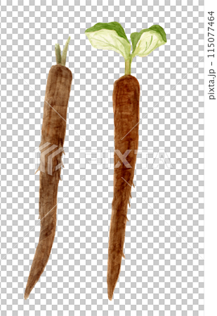 宇陀金ごぼうの手描き水彩イラスト 宇陀金ごぼうの手描き水彩イラスト 115077464