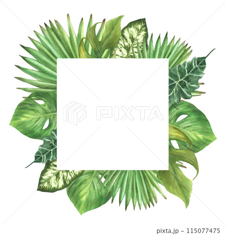 Tropical green leaves square frame, exotic home plant, Monstera palm, creeper. Variety of leaf types. Botanical jungle clipart for card. Watercolor hand drawn illustration. Isolated white background. Tropical green leaves square frame, exotic home plant, Monstera palm, creeper. Variety of leaf types. Botanical jungle clipart for card. Watercolor hand drawn illustration. Isolated white background. 115077475