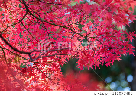 三倉岳の紅葉 115077490