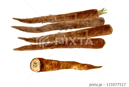 収穫した宇陀金ごぼうの手描き水彩イラスト 収穫した宇陀金ごぼうの手描き水彩イラスト 115077517