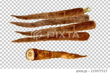 収穫した宇陀金ごぼうの手描き水彩イラスト 収穫した宇陀金ごぼうの手描き水彩イラスト 115077517