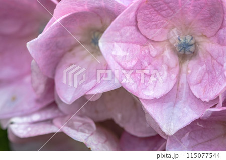 雨に濡れたピンクの紫陽花 雨に濡れたピンクの紫陽花 115077544