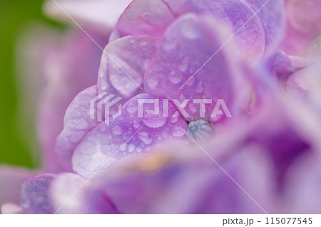 雨に濡れた紫陽花 115077545