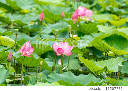 ハス スイレン 蓮 115077864