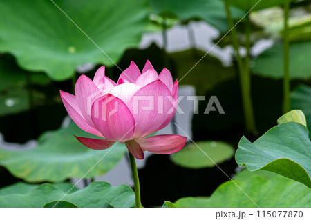 ハス スイレン 蓮 115077870