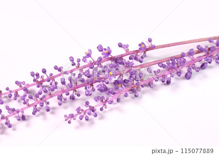 ヤブランの花 クローズアップ ヤブランの花 クローズアップ 115077889