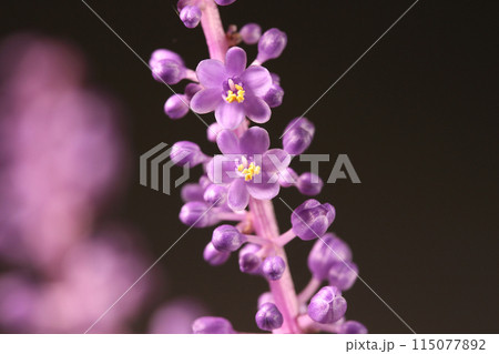 ヤブランの花　クローズアップ 115077892