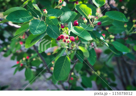 あまり手入れをしなくても、毎年たくさんの実をならせてくれるジューンベリー 115078012