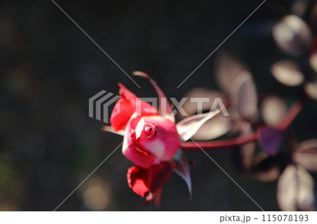 荒尾市 おもやい市民花壇 バラの花、 荒尾市 おもやい市民花壇 バラの花、 115078193