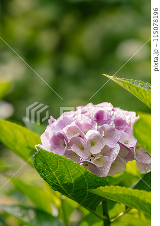 雨に濡れたピンクの紫陽花 115078196