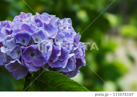 青い紫陽花 115078197