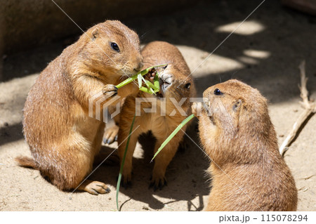 仲間の食事に割り込むプレーリードッグ 仲間の食事に割り込むプレーリードッグ 115078294