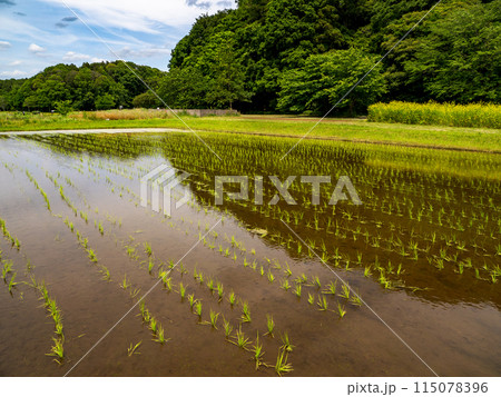 田植えを終えた初夏の水田（千葉県松戸市・21世紀の森と広場） 115078396