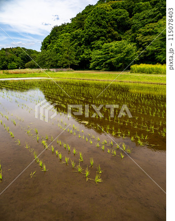 田植えを終えた初夏の水田（千葉県松戸市・21世紀の森と広場） 115078403