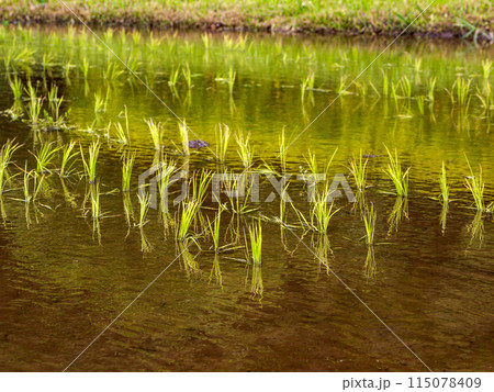 田植えを終えた初夏の水田(千葉県松戸市・21世紀の森と広場) 田植えを終えた初夏の水田(千葉県松戸市・21世紀の森と広場) 115078409