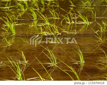 田植えを終えた初夏の水田（千葉県松戸市・21世紀の森と広場） 115078418