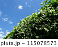 青空に映える緑ときれいなかわいい白い花 115078573