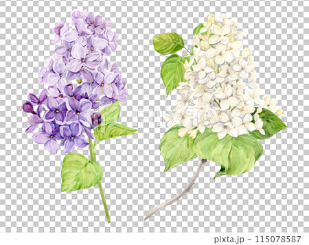Watercolor illustration of lilac. Set of white and purple syringa branches with leaves. Fragrant spring flower on a transparent background. Botanical illustration for wedding invitation, greeting card 115078587