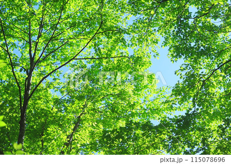 新緑の林 115078696