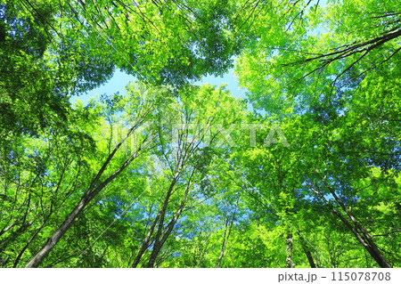 新緑の林 115078708
