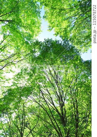 新緑の林 115078722