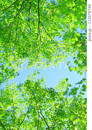 新緑の林 新緑の林 115078749