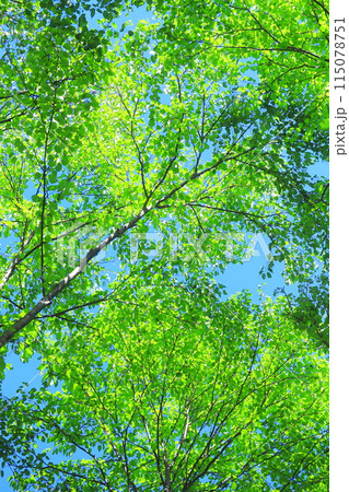 新緑の林 115078751