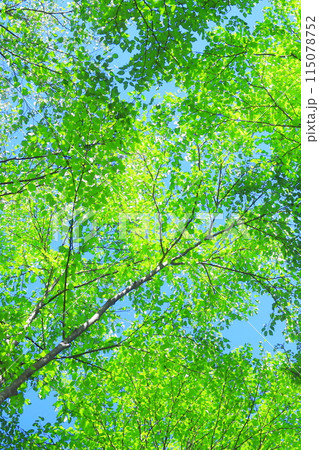 新緑の林 115078752