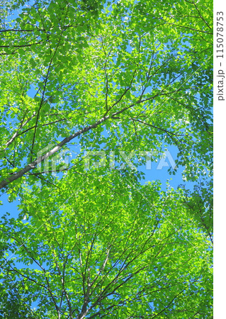 新緑の林 115078753